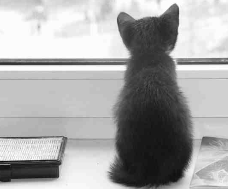 Кот не мой, а ситуация моя