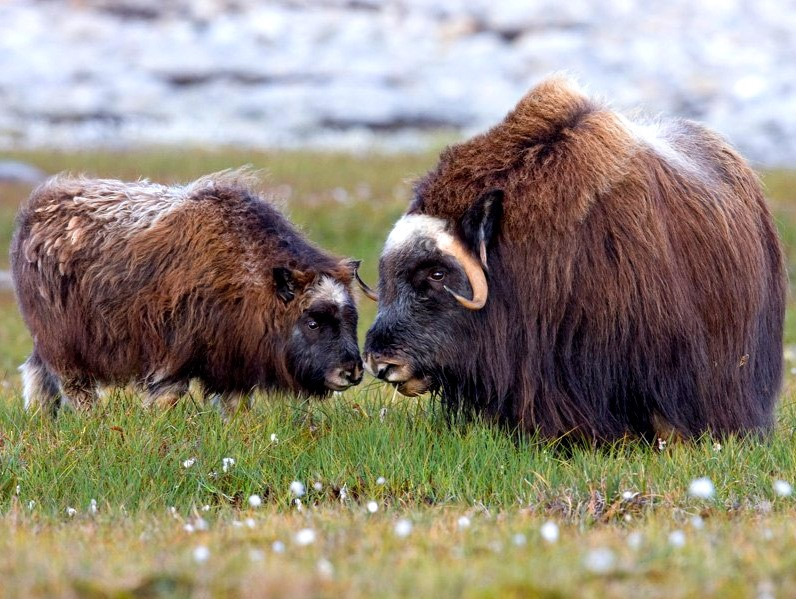 Овцебык обитает в северной америке. Овцебык Гренландия. Овцебык в Северной Америке. Гренландский овцебык. Овцебык в Арктике.