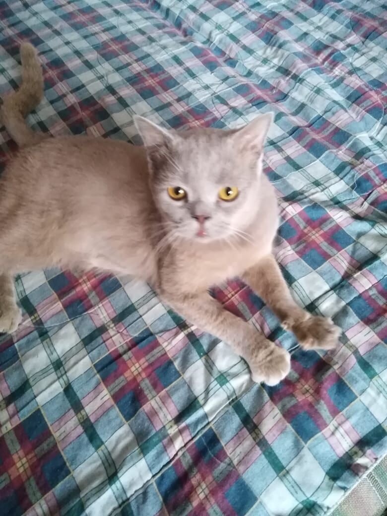 Хлебушек дома, сразу нашел лоток, никого не боялся, всех влюбил в себя