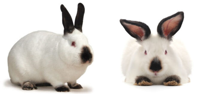 мясные Калифорнийские кролики