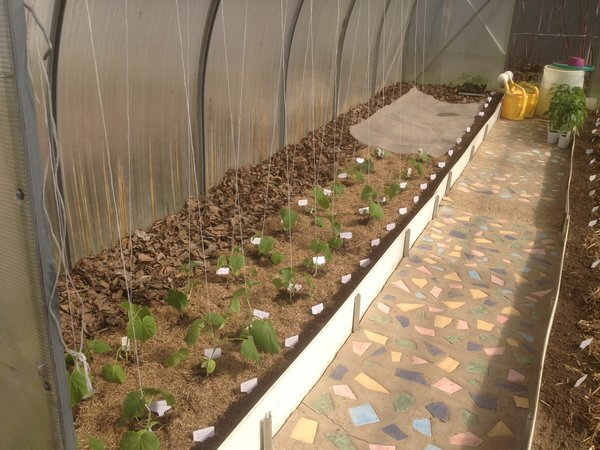 Посмотрите: на фото посевы цветов по краю грядок в теплице отмечены этикетками