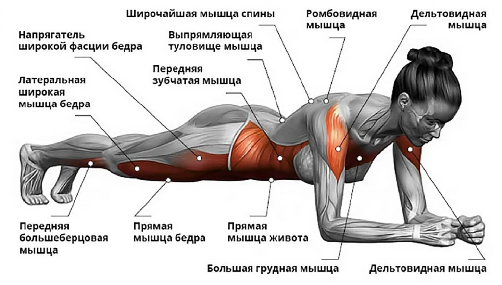 Мышцы, задействованные в планке.