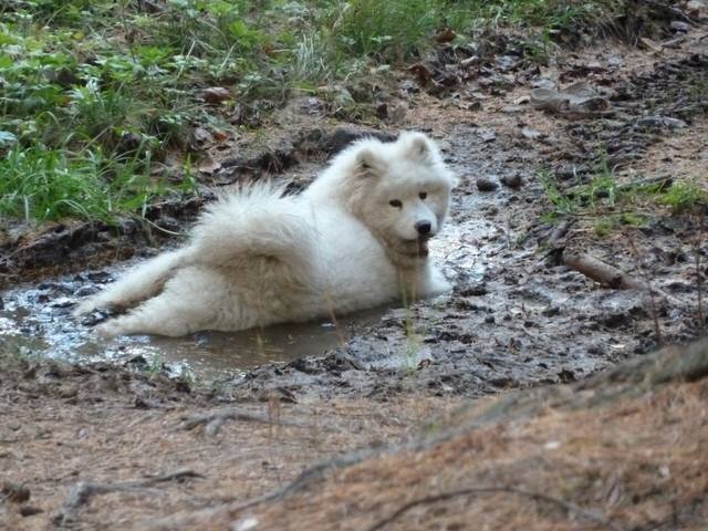 Самоед — белая пушистая собака