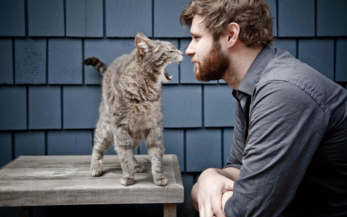 Источник https://www.goodfon.ru/download/bossy-cat-wild-howl-man-guy/2880x1800/
