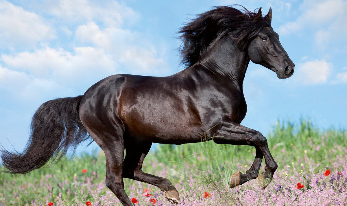 яндекс картинки