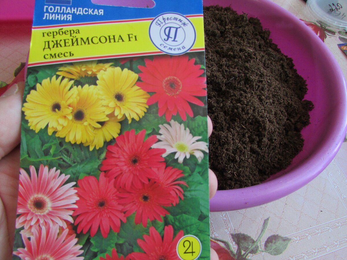 Как я сею герберу