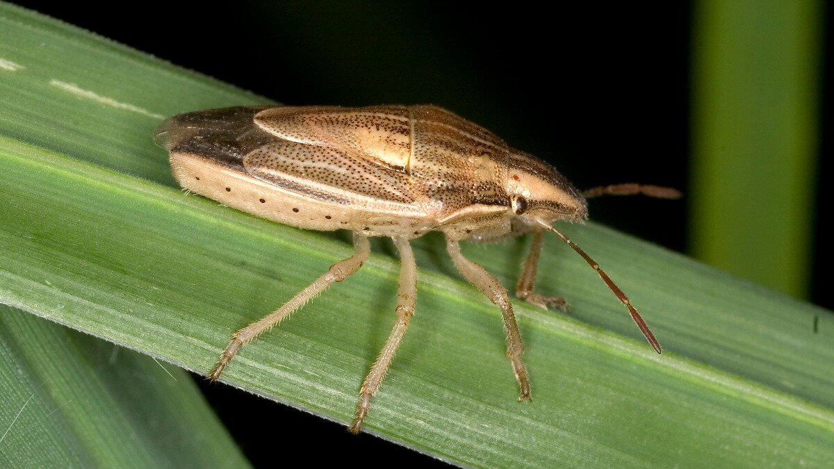 Фото:wikimedia.org Aelia acuminata — остроголовый клоп