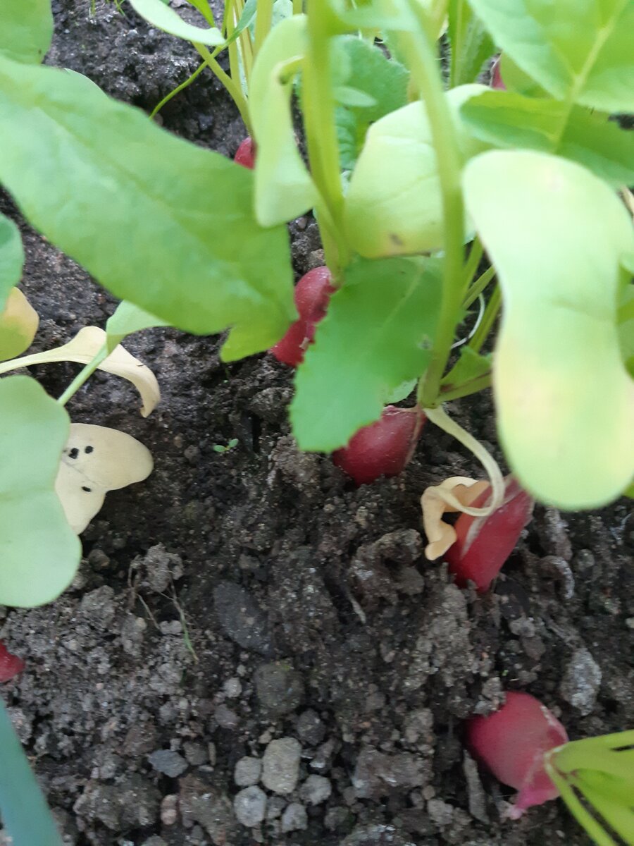 Редис "18 дней" в ящике. Фото автора