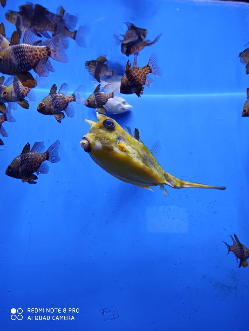 Это две смешные рыбы.