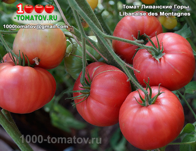 Томат горы ливанские отзывы фото урожайность характеристика