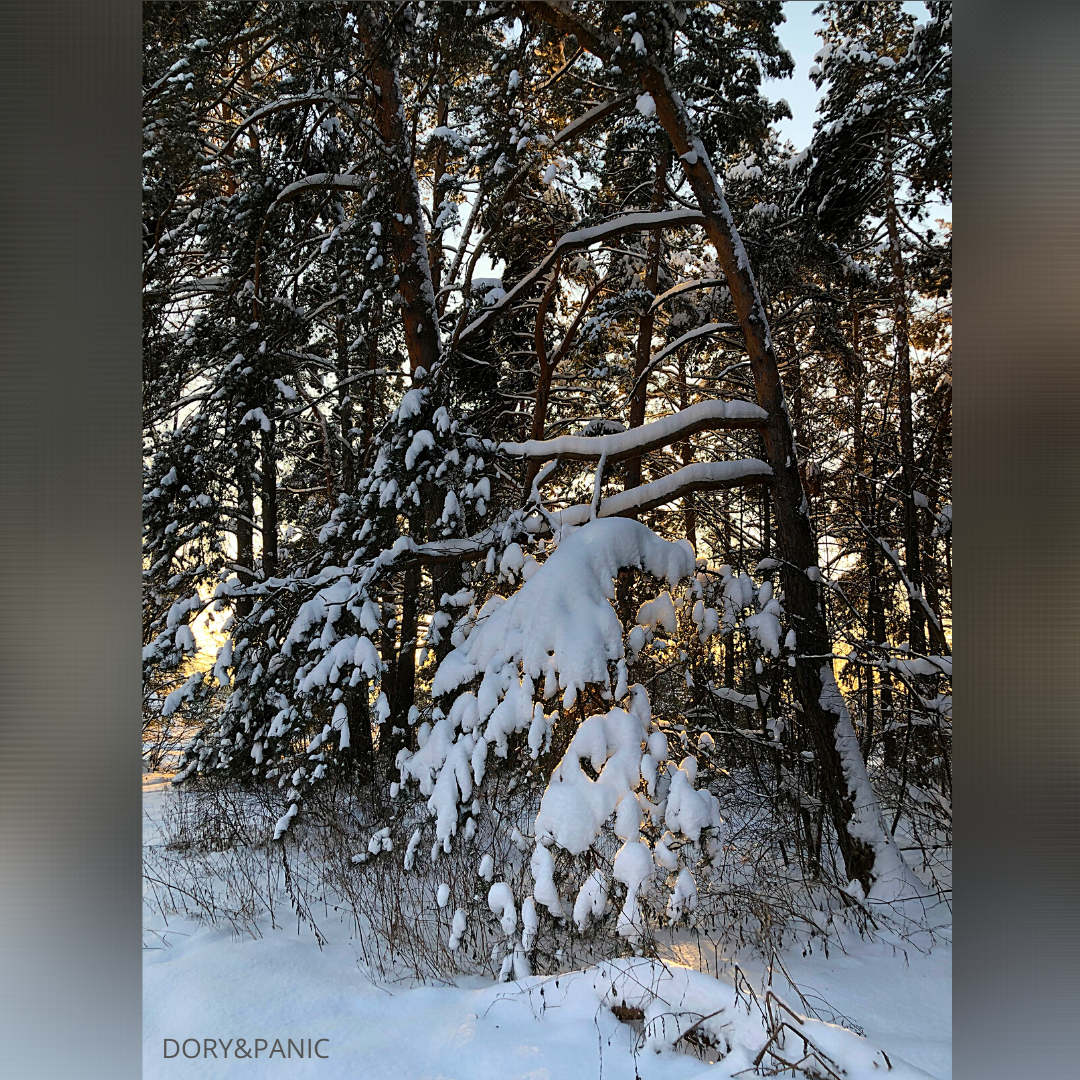 Замечательные лесные "модели". Instagram dory_panic