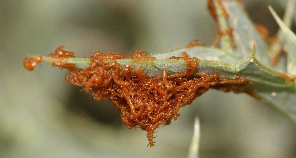Личинки жука майки собираются в "бутон", чтобы обмануть пчелу