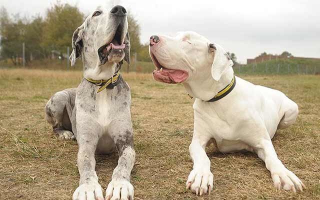 Это не просто трогательный рассказ о дружбе двух собак – это поучительная история о беззаветной преданности и поддержке, ставшей основой выживания. Причем, концовка этого повествования далека от хэппи-енда. Словом, все, как в жизни...

Главные герои истории – две самки датских догов по имени Мэддисон и Лили. В возрасте полутора лет Лили потеряла зрение. Причина – полученная травма, из-за которой ресницы вросли в глазные яблоки собаки, доставляя животному постоянные страдания