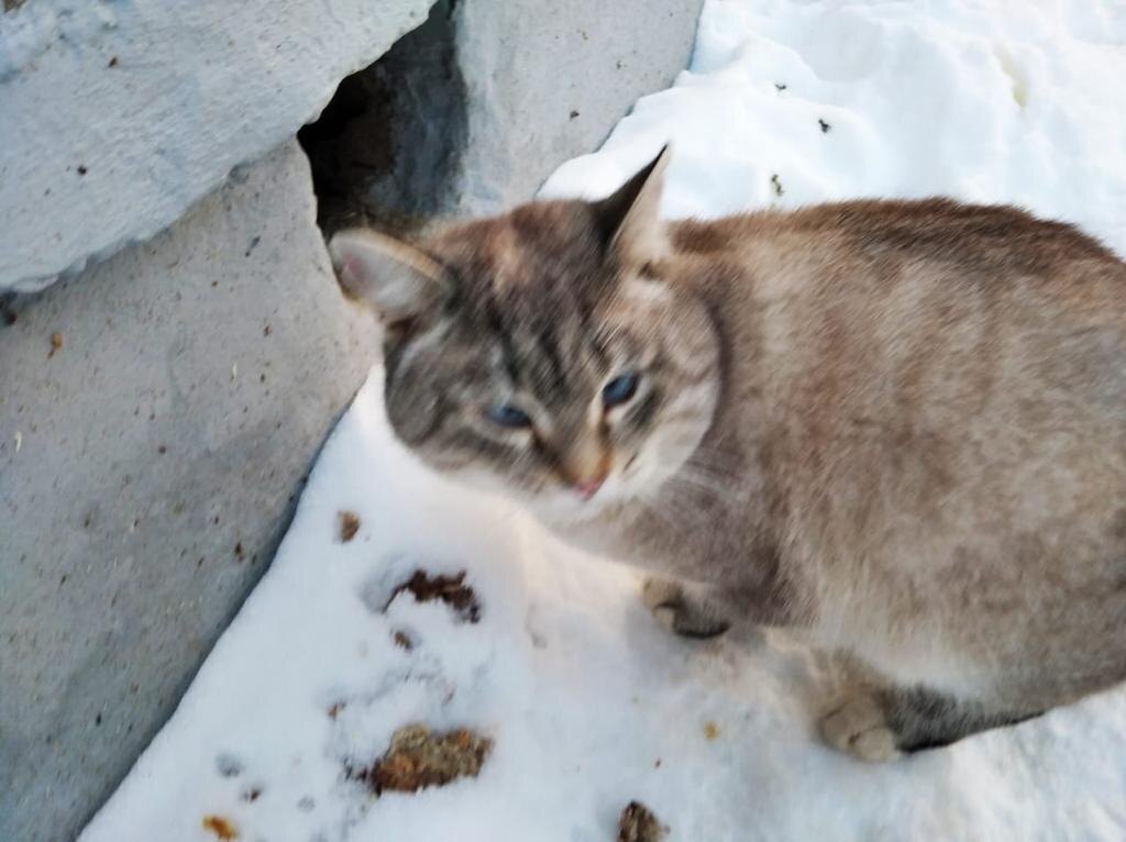 Кося  на улице 