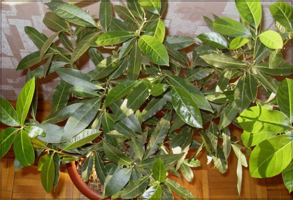 У него приятный запах и он считается лечебным.