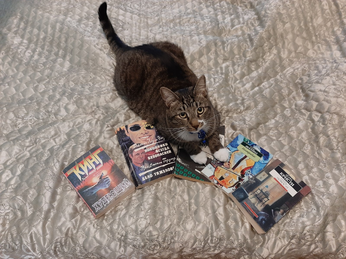 Кот моментально перекрыл портал в мир литературы