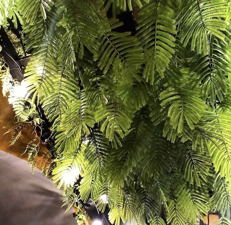 Искусственная альбиция прекрасно подойдет для озеленения потолка