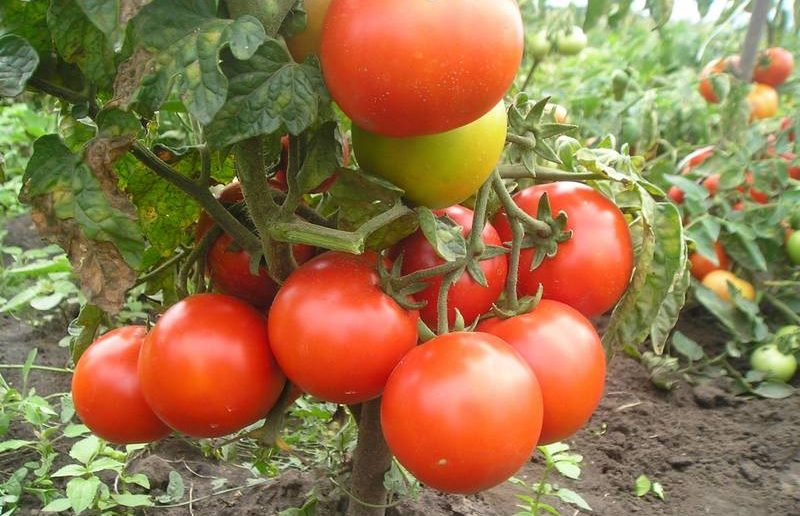 Сорта томатов для северных регионов: ранние, холодостойкие