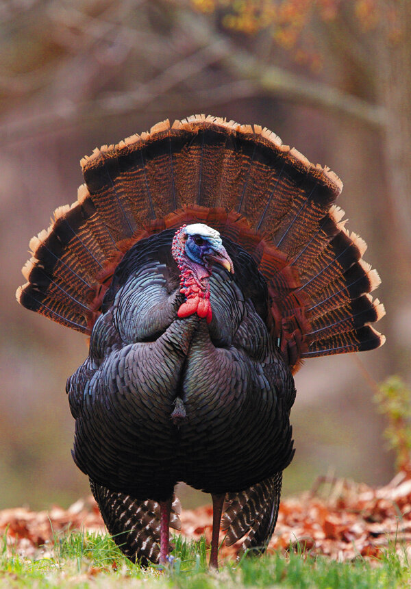 Та самая птица.