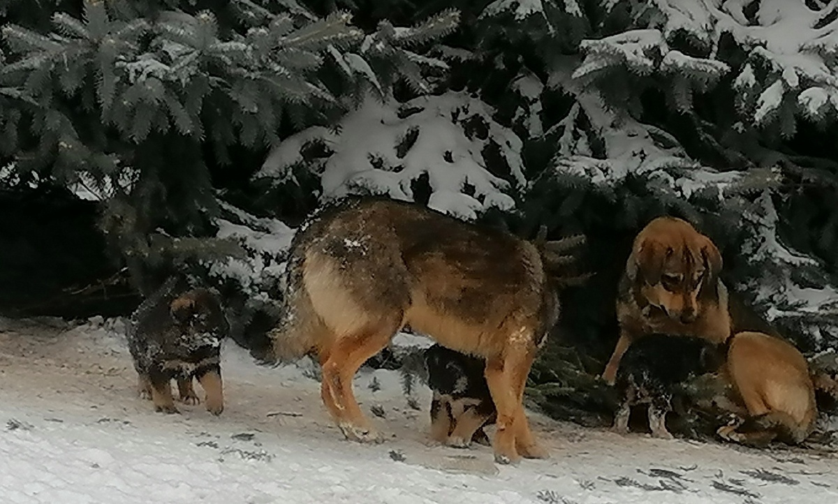 Не знаю, кто из них мама, кто папа, но трое малышей присутствуют!