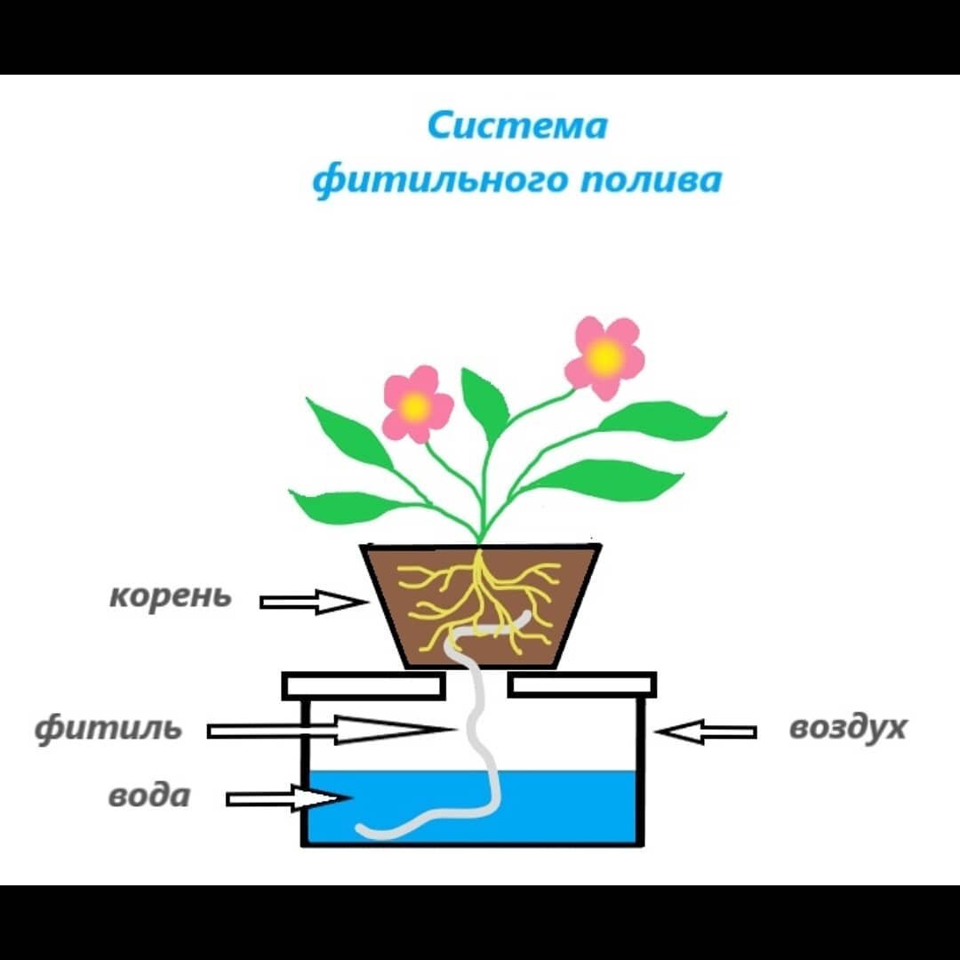 Фитильный полив фиалки