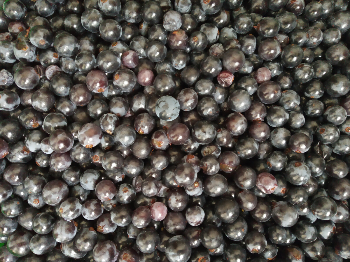 фото автора канала "Виноградник"