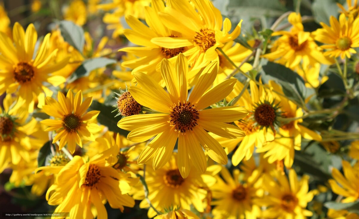 Гелиопсис Heliopsis Midwest Dreams 