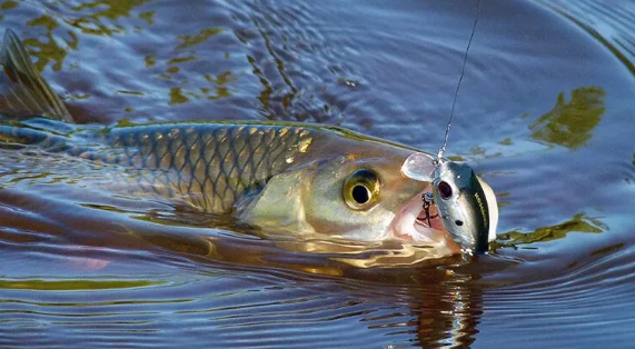 Добавьте описание