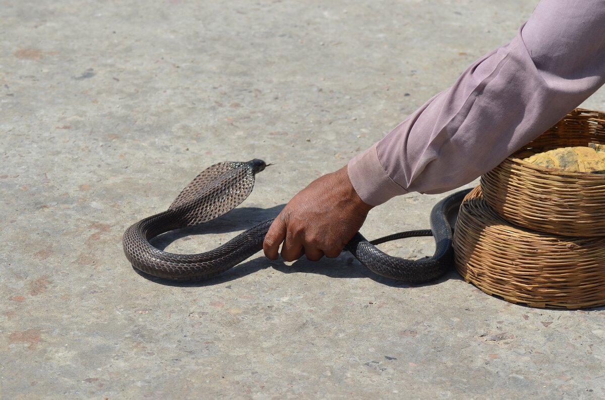 Hidden cobra