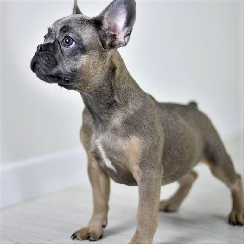 Смотрите, какой взгляд! Француз умен с "пеленок"!