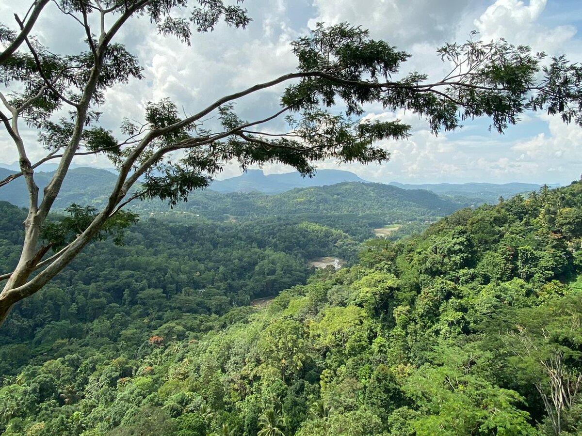 фото: Нектар из ромашек 
