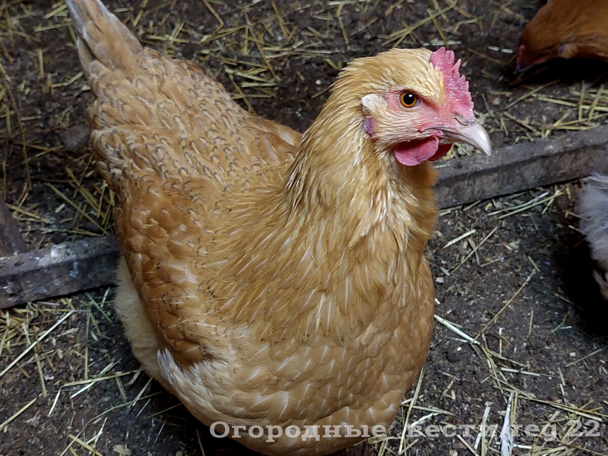 Одна из молодых курочек 2021 года (апрельский выводок). Фото автора.