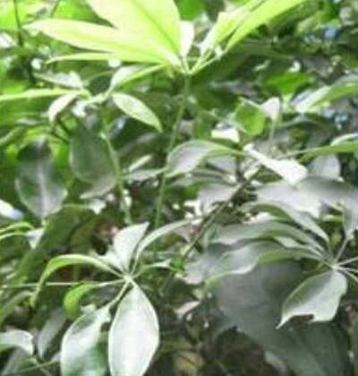 Schefflera octophylla (Восьмилистная)