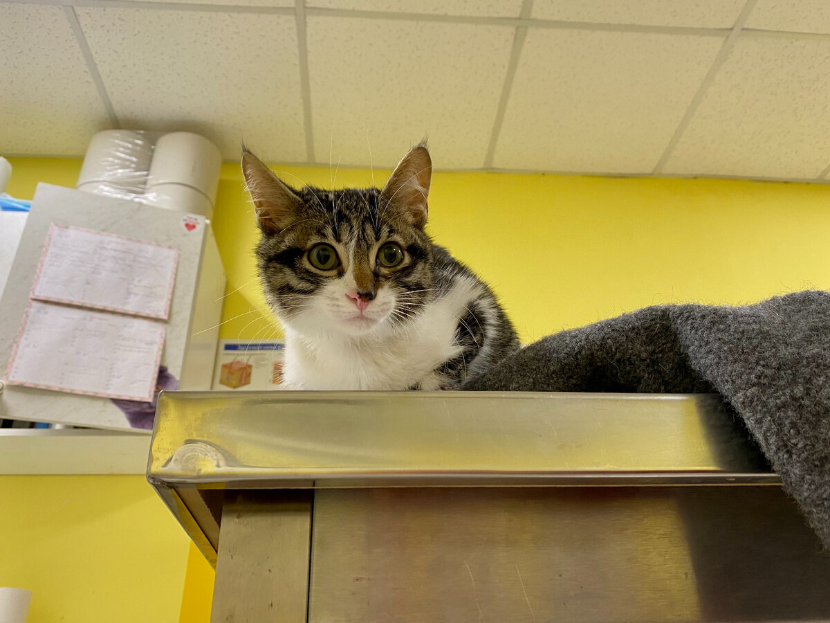 На приёме у врача