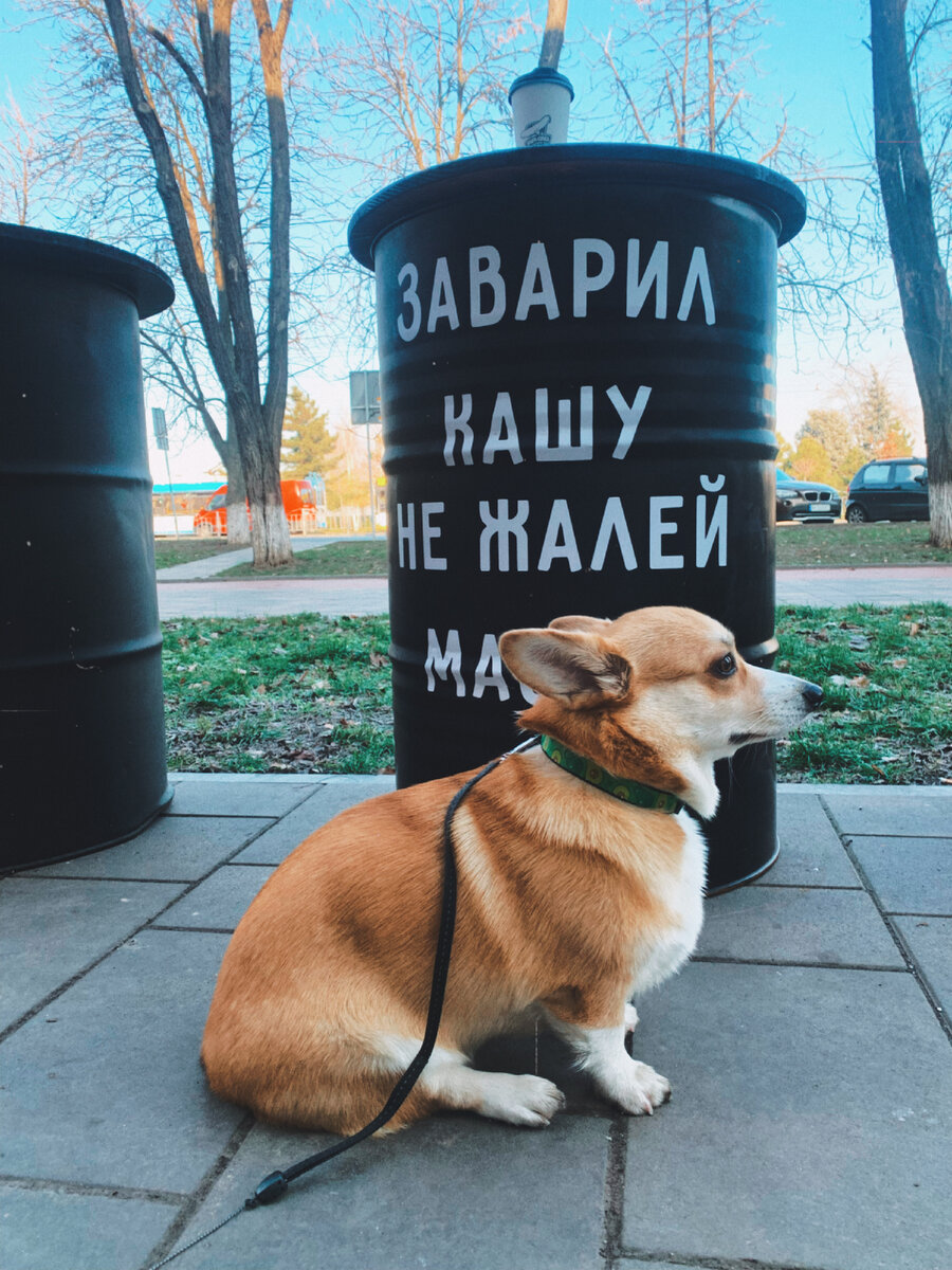 Заварил кашу, а надо было мясо.