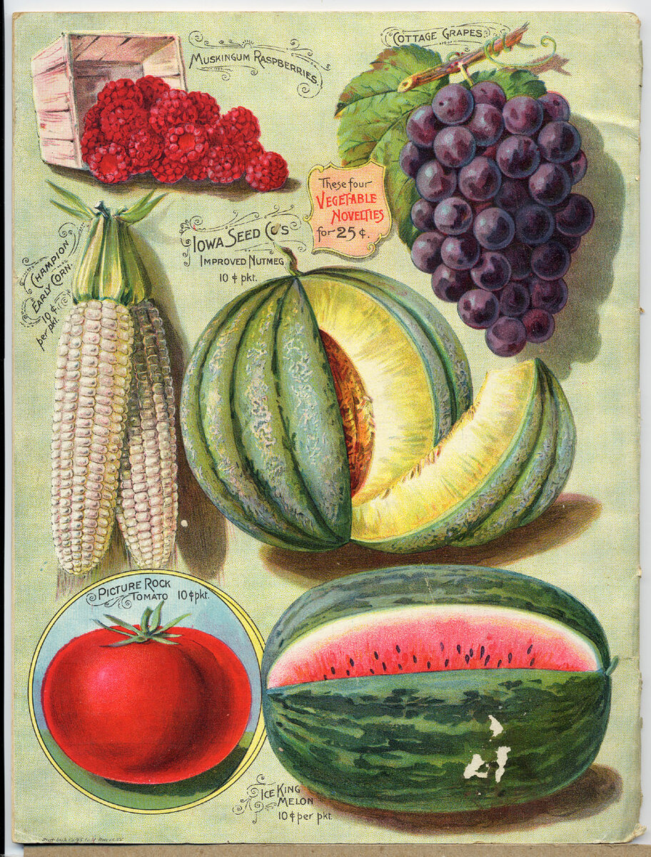 Старинный принт с овощами.