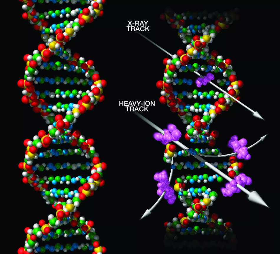 Деструкция молекулы ДНК, подверженной радиоактивному излучению 