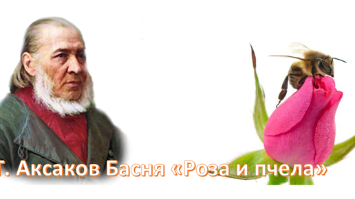 Басня розы. Три канарейки басня Аксаков. Аксаков басня пчела и роза. Басня Аксакова роза и пчела. Басня про розу.