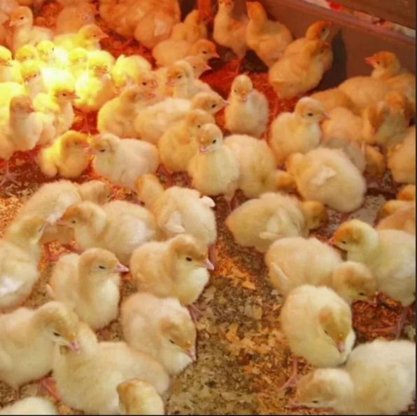 суточные индюшата