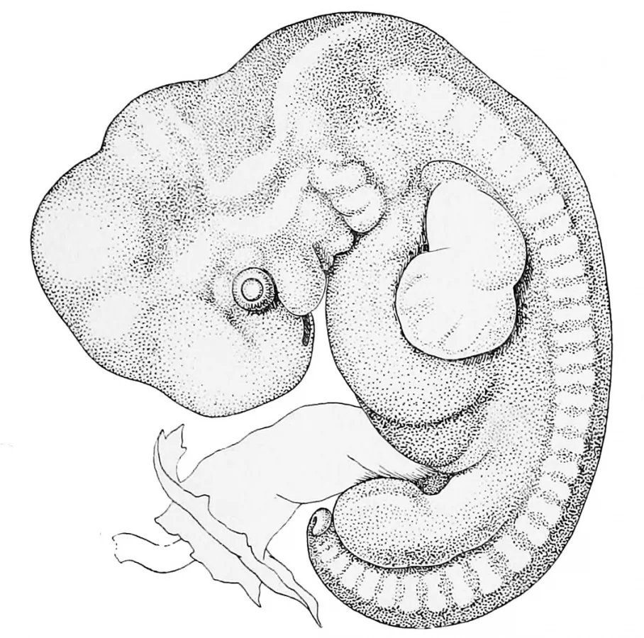 Рисунок плода человека