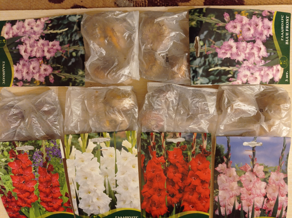 Вот такие луковицы, в основном их диаметр примерно 3 сантиметра