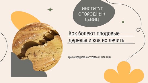 Бороздование коры плодовых деревьев