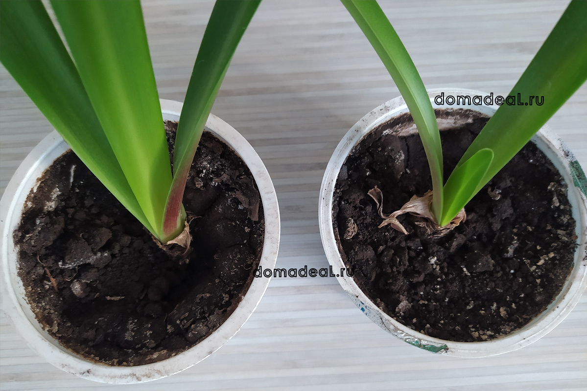 молодые луковички