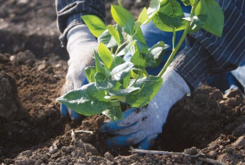 Посадка голубики