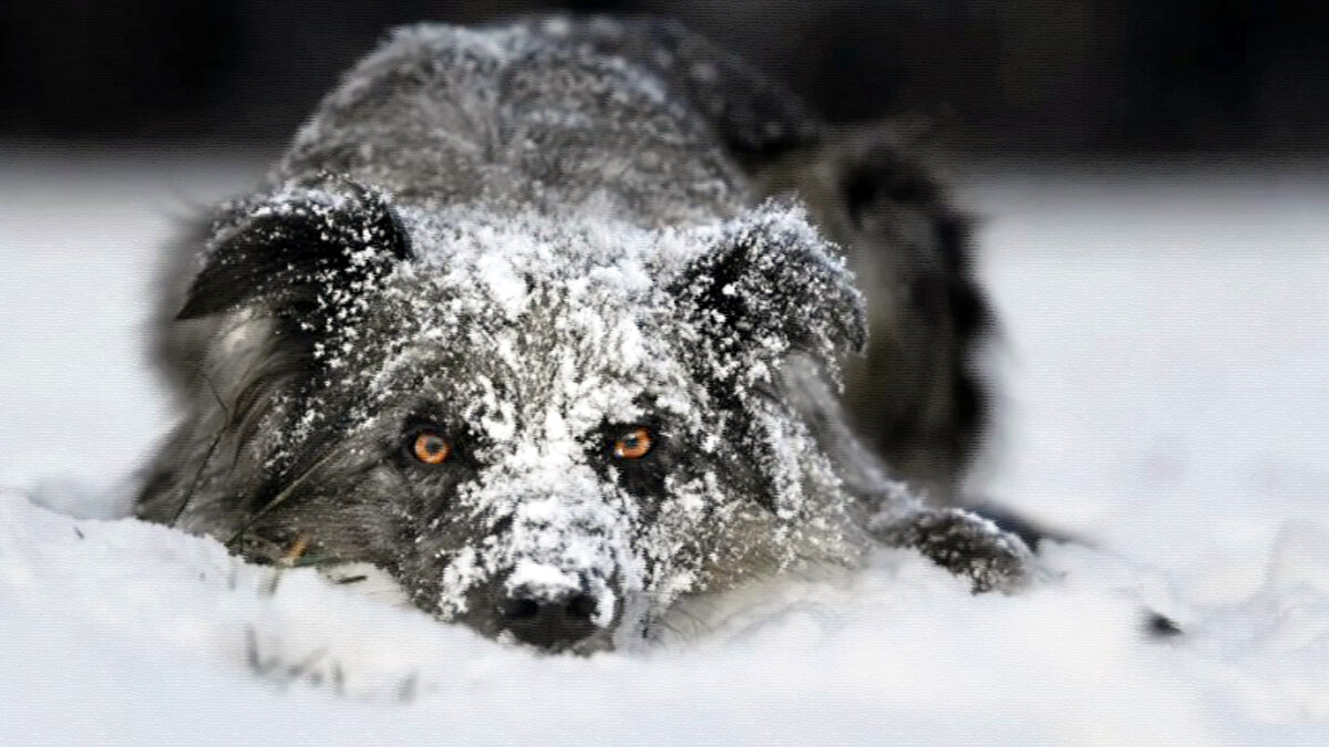 источник фото: progoroduhta.ru