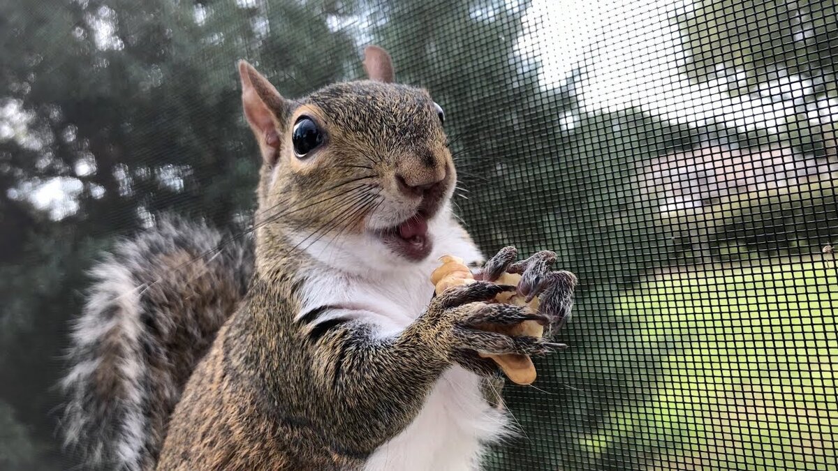 Белки часто разносторонне талантливы...