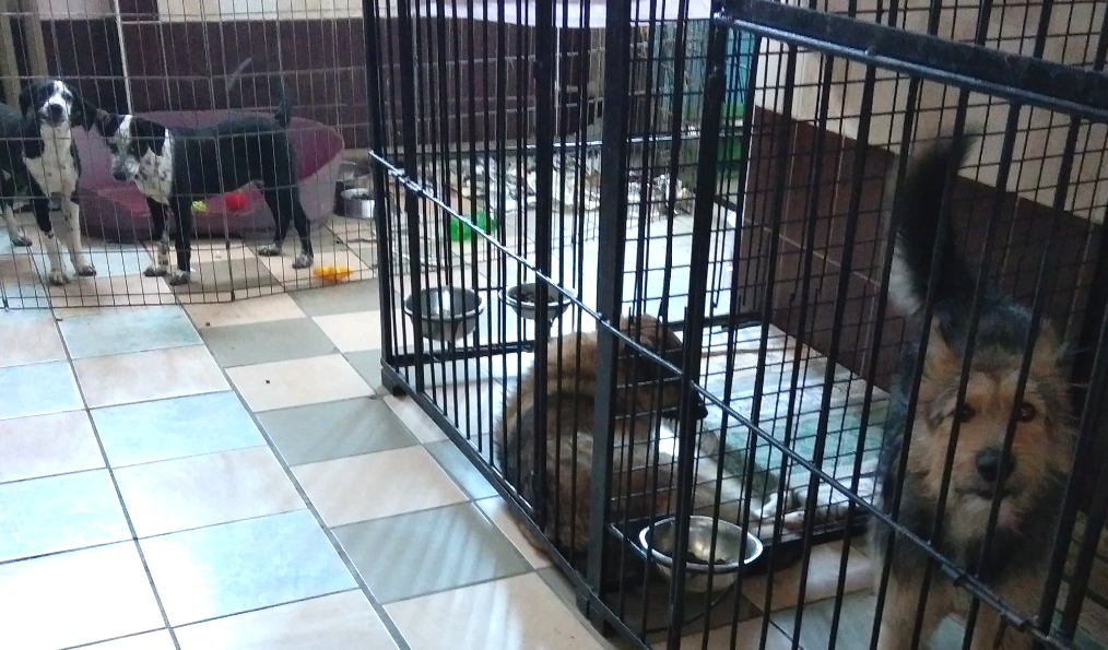 Приют "Друг"