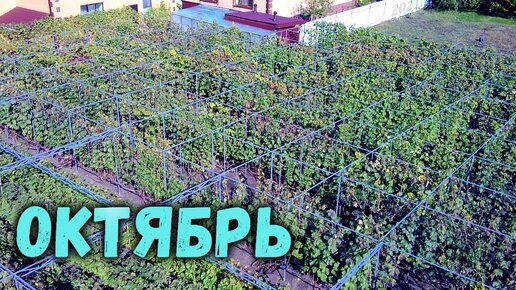 План работ на винограднике в октябре