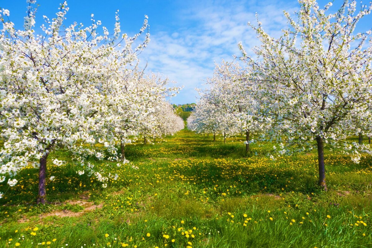 🍏☀ ТОП 5 ПРЕПАРАТОВ для первой ВЕСЕННЕЙ ОБРАБОТКИ ДЕРЕВЬЕВ И  КУСТАРНИКОВ☀🍏 | УРОЖАЙ ОГОРОДНИКА рф СЕМЕНА РАССАДА ГРУНТ Калуга | Дзен