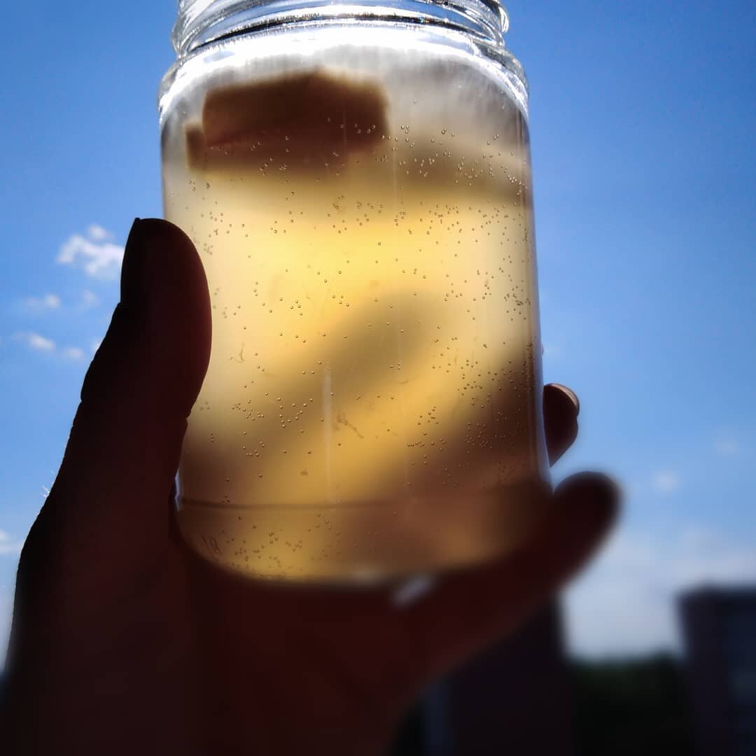    Чайный гриб требует бережного уходаСоцсети